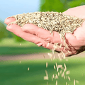 Naturixy™️Evergreen Dwarf Grass Seed